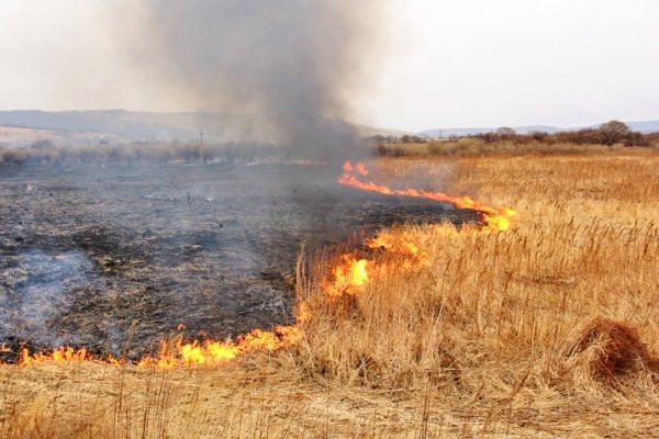 Под Киевом в пожаре сгорели 5 строений: что известно