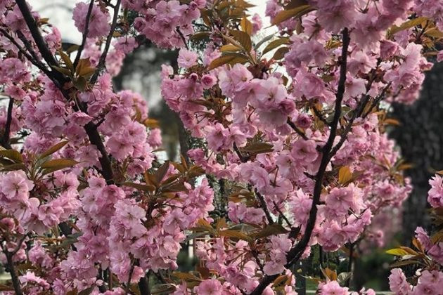 У Києві зацвіла найдовша алея сакур: яскраві фото