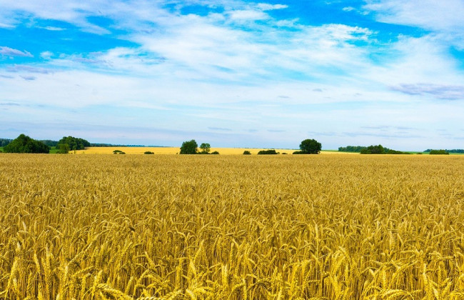 Президент підписав закон про запуск ринку землі