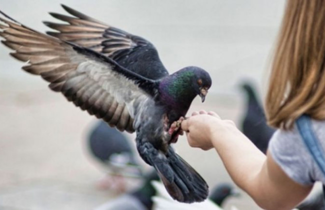 В Киеве предложили запретить кормить голубей
