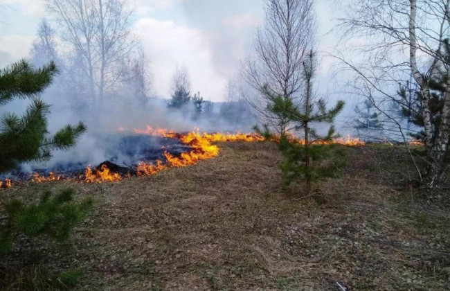 На Житомирщині знову спалахнули пожежі