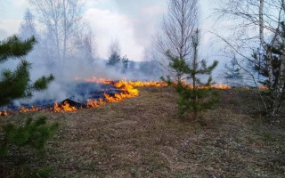 На Житомирщині знову спалахнули пожежі