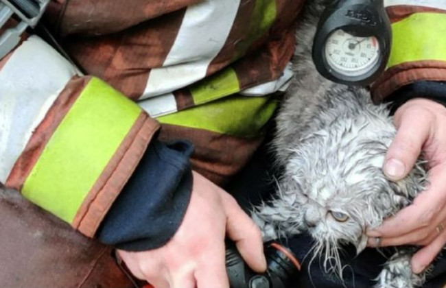 Мокрая, но живая: в Киеве пожарные спасли жизнь кошке, трогательные фото