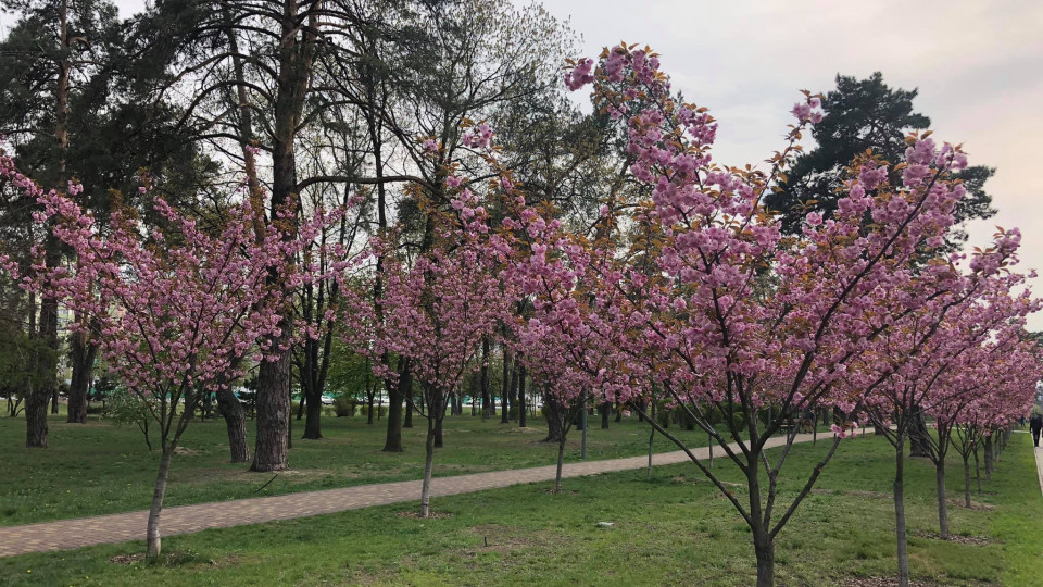 Киевлянам показали, как цветут сакуры в парке, фото