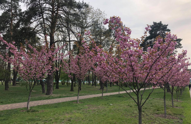 Киевлянам показали, как цветут сакуры в парке, фото