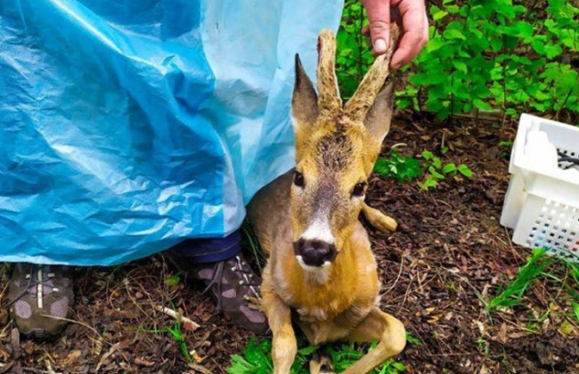 Косуля спровоцировала ДТП под Киевом: фото