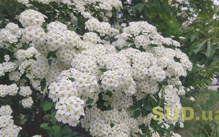 Отвоеванный у коронавируса элемент привычной жизни: уличная еда в Киеве 6 мая