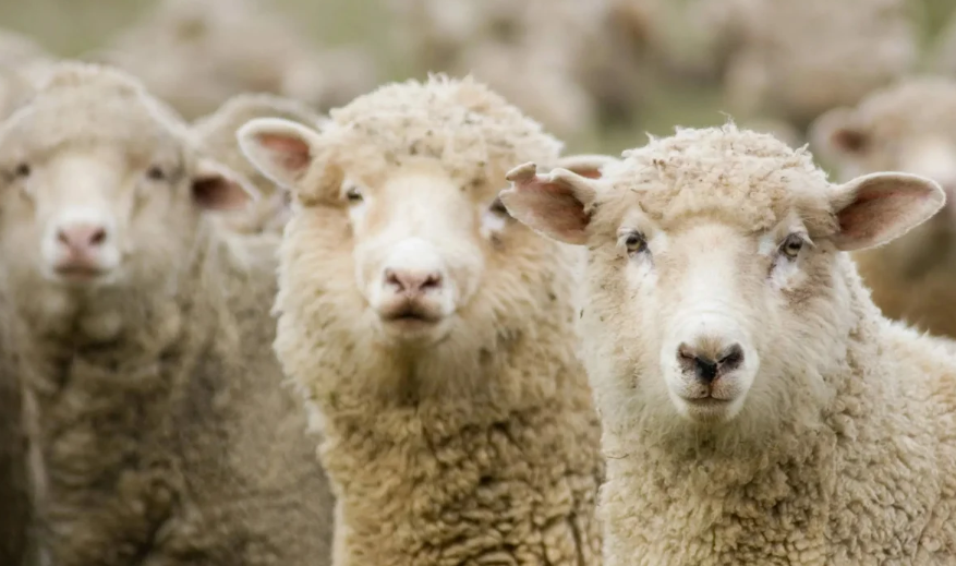 У Львівській області морять голодом 850 овець: подробиці