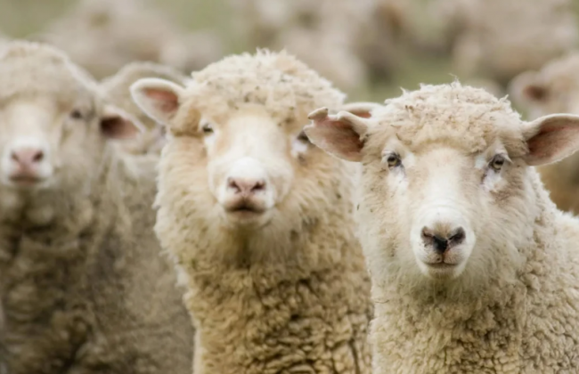 У Львівській області морять голодом 850 овець: подробиці