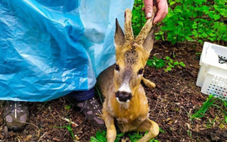 Косуля спровоцировала ДТП под Киевом: фото