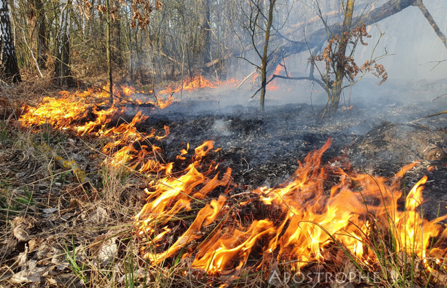 Палили траву і побили чоловіка за зауваження: відео