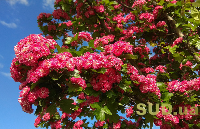 День Победы в спальном районе Киева в 18 фотографиях — хроники самоизоляции 9 мая, фото