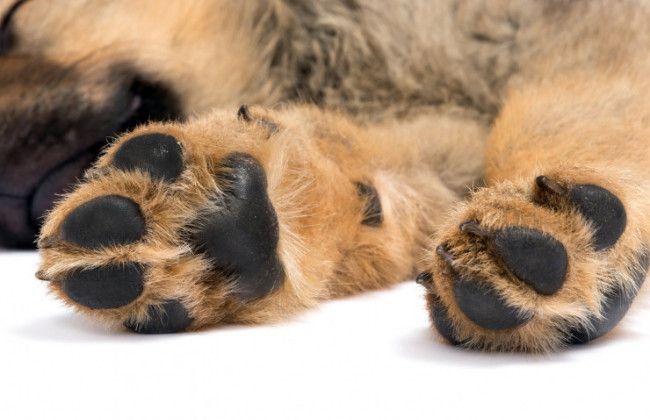 На Дарниці знайшли 10 мертвих собак: звинувачують догхантерів