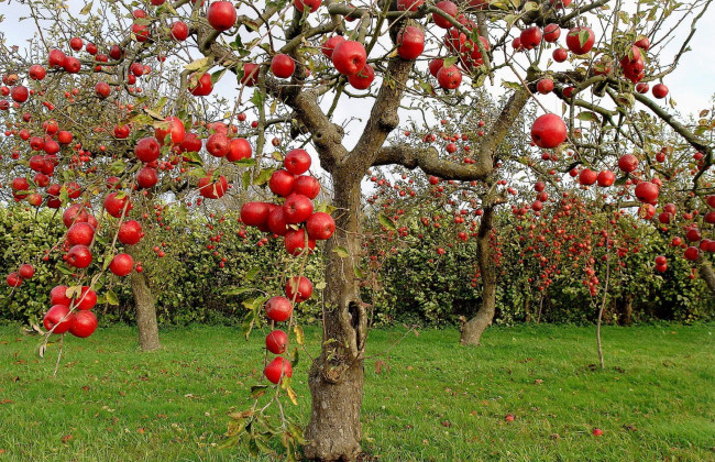 Суд зобов’язав відшкодувати шкоду, завдану знищенням плодових та декоративних дерев
