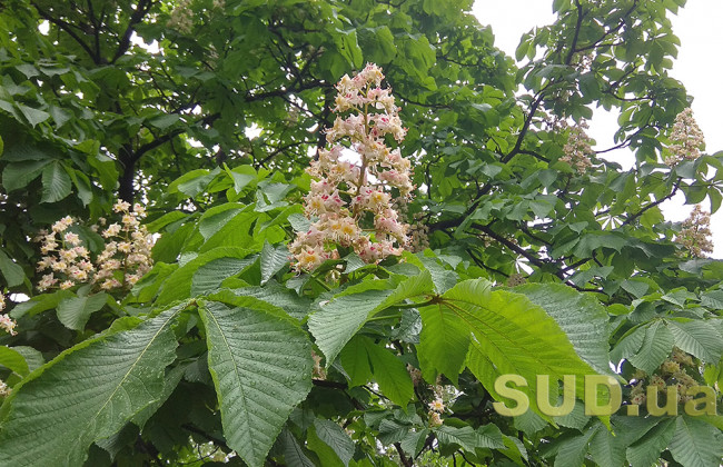 Дождь и полиция на службе у карантина — как живет Киев при смягченных ограничениях 14 мая, фото