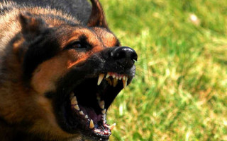 На Київщині безпритульний пес напав на дитину