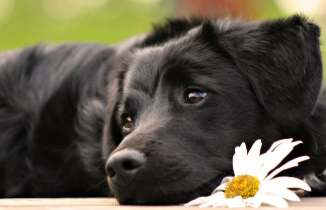 5 років позбавлення волі за вбивство собаки: суд покарав вінничанина