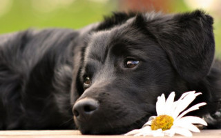 5 років позбавлення волі за вбивство собаки: суд покарав вінничанина