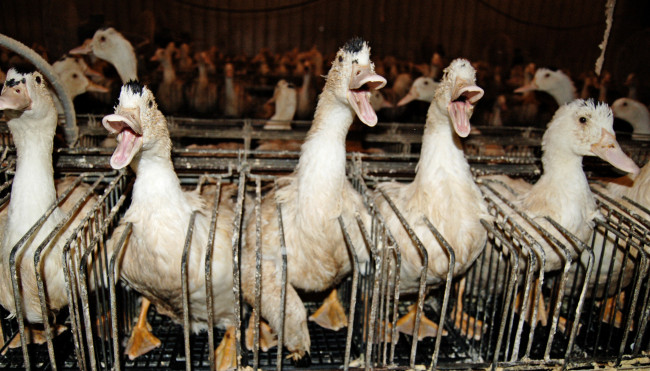 В Україні можуть заборонити виробництво фуа-гра: подробиці