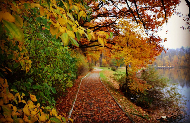 Депутатам пропонують посилити відповідальність за забруднення лісів