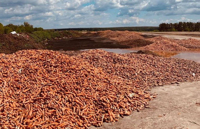 Под Киевом нашли тонны выброшенной моркови, фото