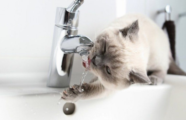 В Киеве массово отключат воду: каким районам нужно подготовится