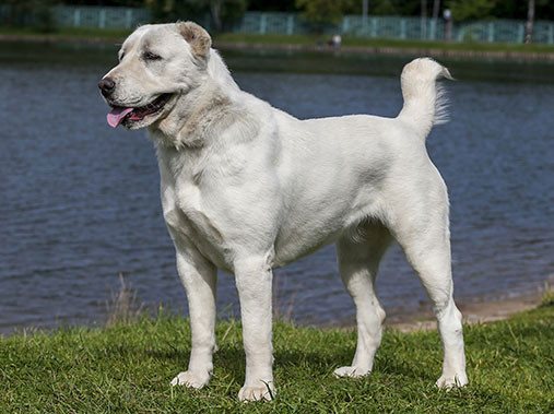 5 років позбавлення волі за жорстоке поводження з твариною: подробиці
