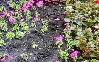 У столичному сквері вандали вкотре викрали квіти: фото