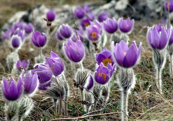 Гора для квітки: у Києві створять ботанічну пам’ятку для рідкісної рослини