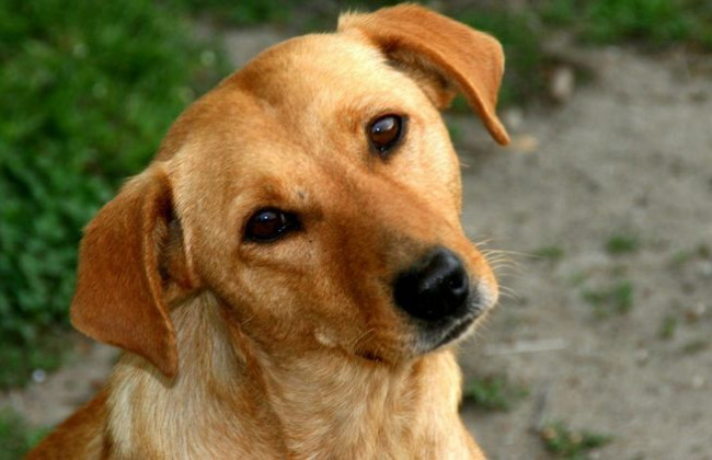 У «СЕТАМ» розповіли, чому собаки потрапляють на аукціон