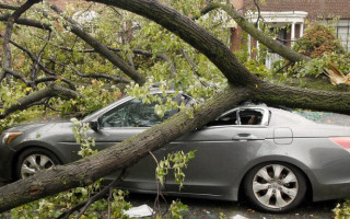 В Киеве дерево упало на припаркованные автомобили, фото