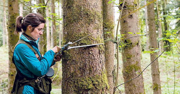 Національна інвентаризація лісів: Рада ухвалить законопроект без механізму реалізації