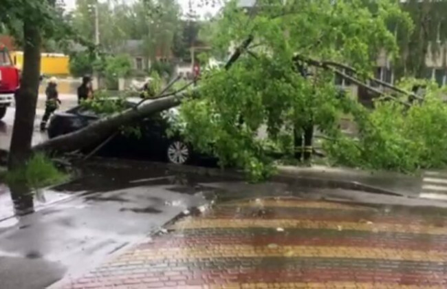 В Обухове на автомобиль упало дерево: есть фото