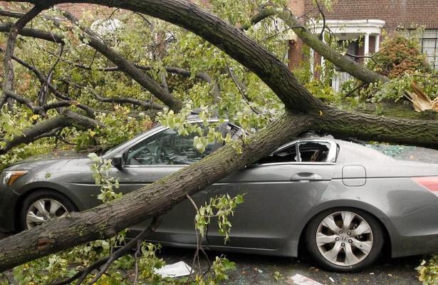 В Киеве дерево упало на припаркованные автомобили, фото