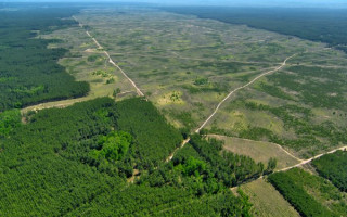 Рада прийняла закон щодо національної інвентаризації лісів