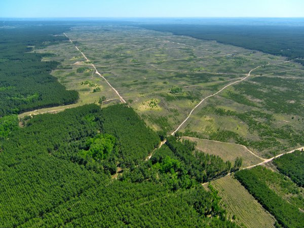 Рада прийняла закон щодо національної інвентаризації лісів