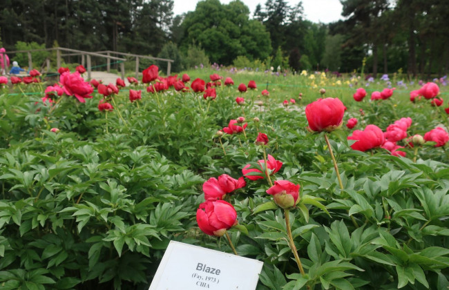 Киевлянам показали, как цветут пионы в Ботсаду на Печерске