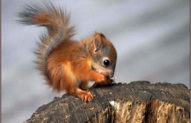 У Дніпропетровському окружному адмінсуді працівники ССО врятували білченя: фото