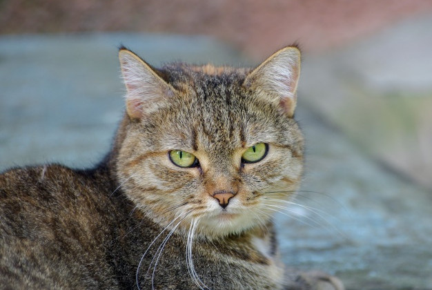 Зв’язав лапи кота та викинув його з вікна: суд призначив штраф живодеру