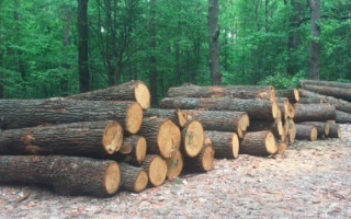 На Харківщині посадовця лісгоспу притягнуть до відповідальності через збитки на чотири мільйони гривень