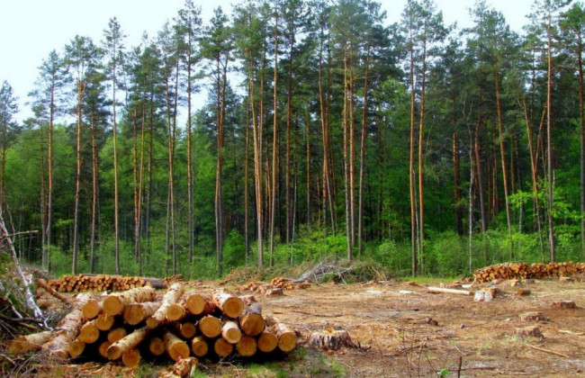 4 млн збитків через службову недбалість: посадовець лісгоспу постане перед судом