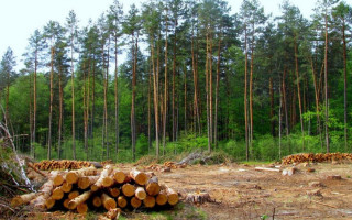 4 млн збитків через службову недбалість: посадовець лісгоспу постане перед судом