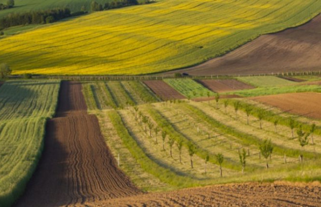 Реєстраційні дії щодо земельних ділянок: 7 типових порушень