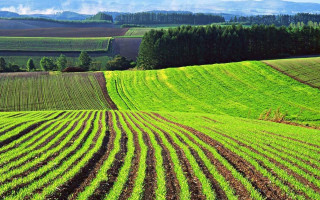 Реєстраційні дії щодо земельних ділянок: 7 типових порушень