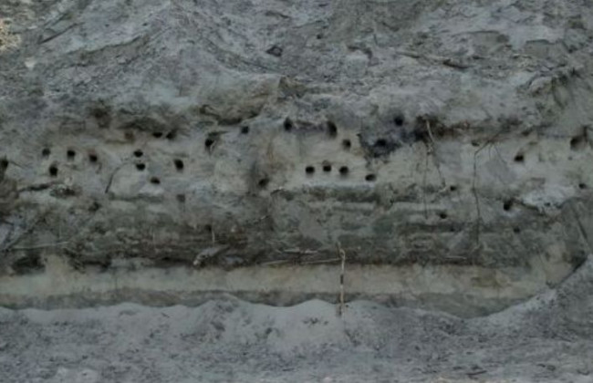 Екологи б’ють на сполох: столичні будівельники знищують берегових ластівок