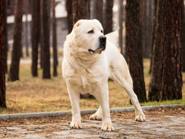 Порушення правил тримання домашніх тварин: суд конфіскував собаку