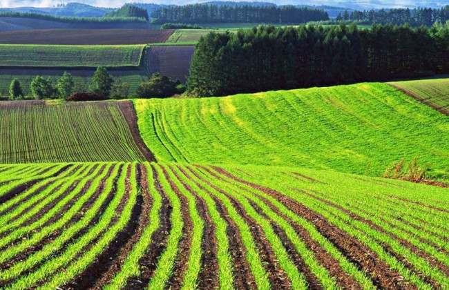 Реєстраційні дії щодо земельних ділянок: 7 типових порушень