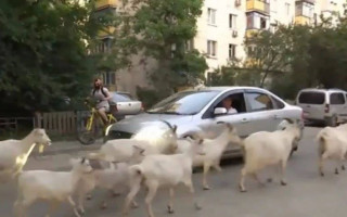 В Киеве женщина держит стадо коз, которые каждый день разгуливают по улицам: фото