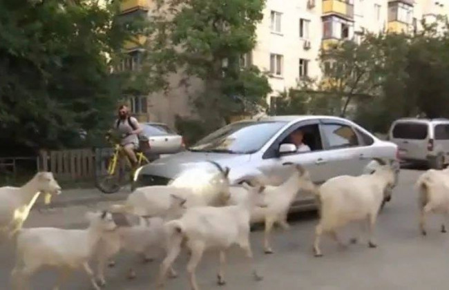 В Киеве женщина держит стадо коз, которые каждый день разгуливают по улицам: фото