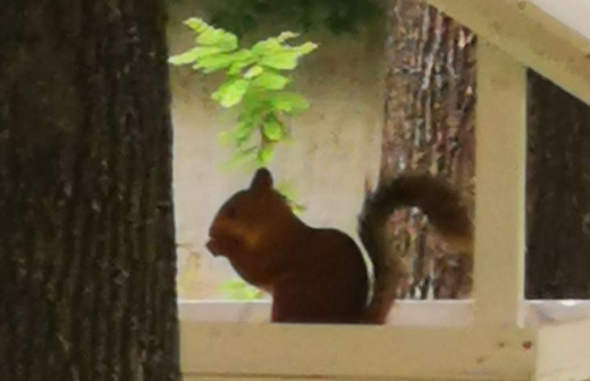 У Дніпропетровському окружному адмінсуду врятували білченя: чим закінчилася історія